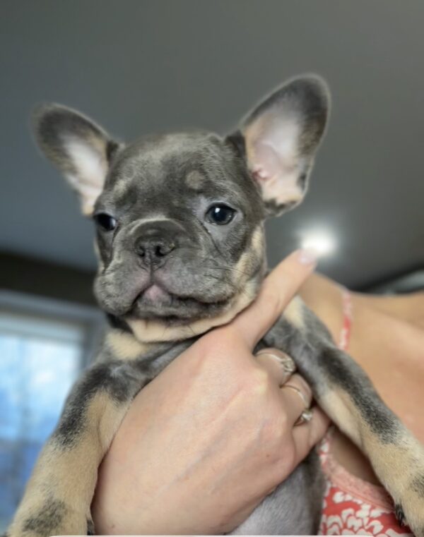 Jessie French Bulldog Jessie French Bulldog