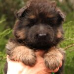 Joni-male-German-shepherd-puppy-for-sale-1 (1)