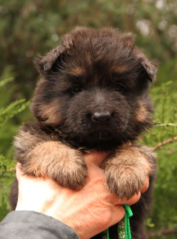 Joni German Shepherd