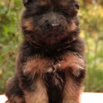 Joni-male-German-shepherd-puppy-for-sale-1 (2)