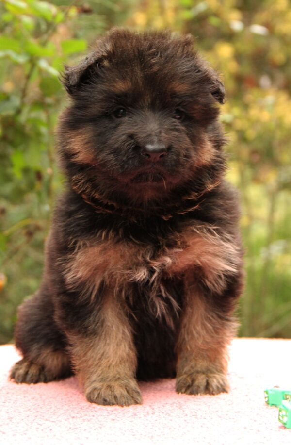 Joni German Shepherd