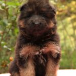 Joni-male-German-shepherd-puppy-for-sale-1 (3)