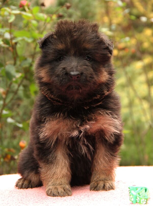 Joni German Shepherd