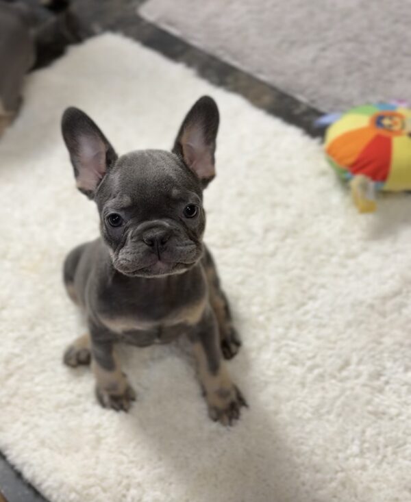 Josette French Bulldog Josette French Bulldog