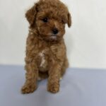 Juda-female-maltipoo-puppy-for-sale-1 (1)
