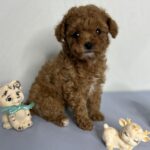 Juda-female-maltipoo-puppy-for-sale-1 (3)
