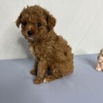 Juda-female-maltipoo-puppy-for-sale-1 (4)