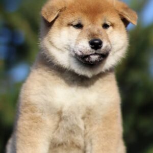 Juice Orange Shiba Inu