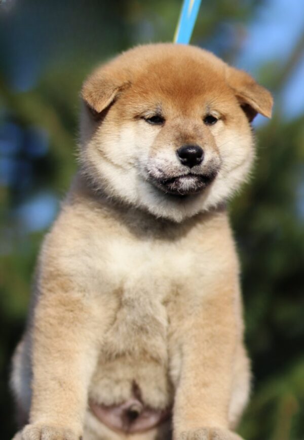 Juice Orange Shiba Inu Juice Orange Shiba Inu