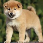 Juice-Orange-male-shiba-inu-puppy-for-sale-1 (2)