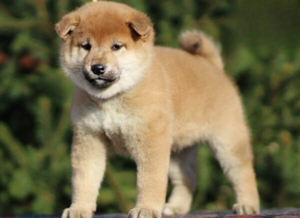 Juice Orange Shiba Inu Juice Orange Shiba Inu