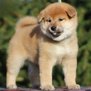 Juice Orange Shiba Inu