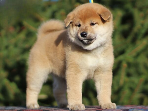 Juice Orange Shiba Inu Juice Orange Shiba Inu