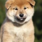 Juice-Orange-male-shiba-inu-puppy-for-sale-1 (4)