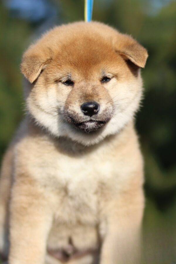 Juice Orange Shiba Inu Juice Orange Shiba Inu