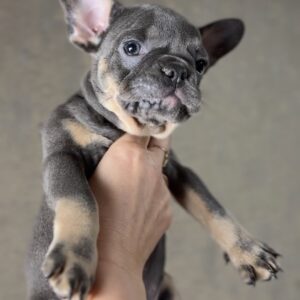 Juju French Bulldog Juju French Bulldog