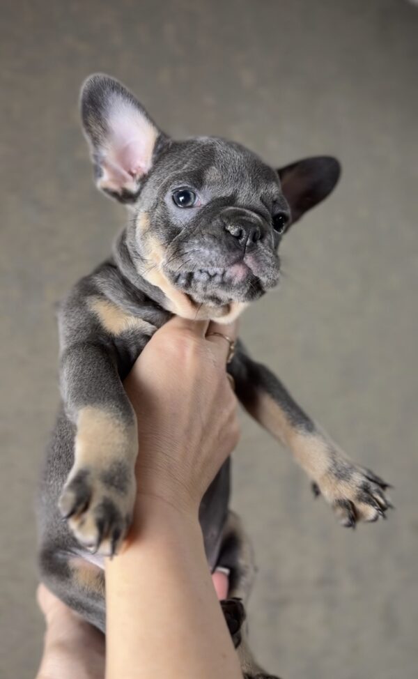 Juju French Bulldog Juju French Bulldog