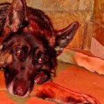 Just-Arrived-germans-shepherd-puppy-for-sale- (1)