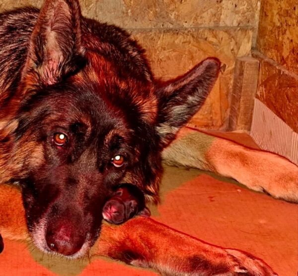 Just Arrived German Shepherd Just Arrived German Shepherd