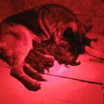 Just-Arrived-germans-shepherd-puppy-for-sale- (2)