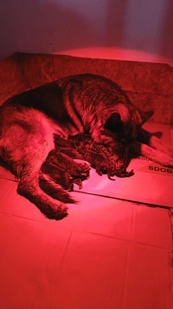 Just Arrived German Shepherd Just Arrived German Shepherd