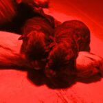 Just-Arrived-germans-shepherd-puppy-for-sale- (3)