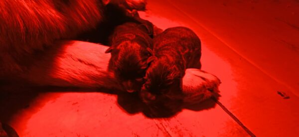 Just Arrived German Shepherd Just Arrived German Shepherd