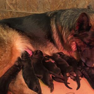 Just Arrived German Shepherd Just Arrived German Shepherd