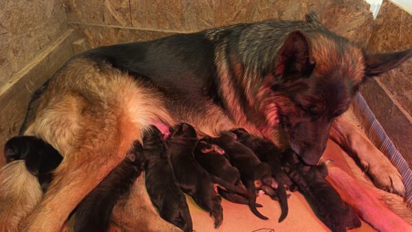 Just Arrived German Shepherd Just Arrived German Shepherd