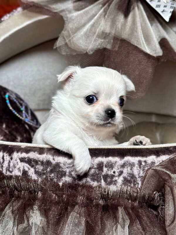 Kelvin Chihuahua Kelvin Chihuahua