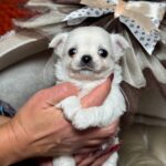 KELVIN-male-Chihuahua-puppy-for-sale-2