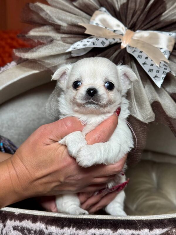 Kelvin Chihuahua Kelvin Chihuahua