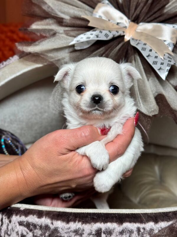 Kelvin Chihuahua Kelvin Chihuahua