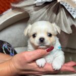 KILLIAN-male-Chihuahua-puppy-for-sale-1