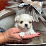 KILLIAN-male-Chihuahua-puppy-for-sale-2