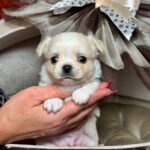 KILLIAN-male-Chihuahua-puppy-for-sale-4
