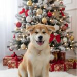 Kai-male-Akita-puppy-for-sale-1