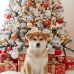 Kai-male-Akita-puppy-for-sale-2