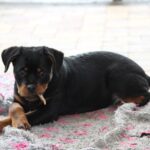 Katana-female-Rottweiler-puppy-for-sale-1