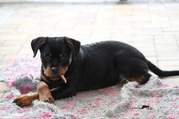 Katana Rottweiler Katana Rottweiler