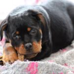 Katana-female-Rottweiler-puppy-for-sale-2