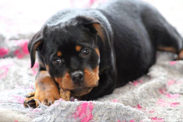 Katana Rottweiler Katana Rottweiler