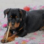 Katana-female-Rottweiler-puppy-for-sale-3