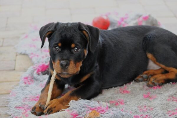 Katana Rottweiler Katana Rottweiler