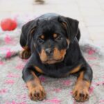 Katana-female-Rottweiler-puppy-for-sale-4