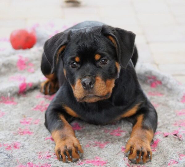Katana Rottweiler Katana Rottweiler