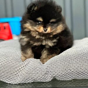 Kayris Pomeranian