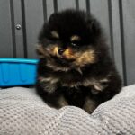 Kayris-male-Pomeranian-puppy-for-sale-2