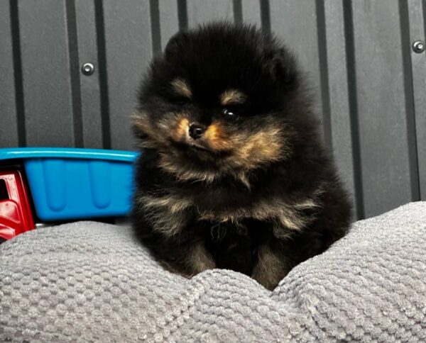 Kayris Pomeranian