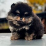 Kayris-male-Pomeranian-puppy-for-sale-3